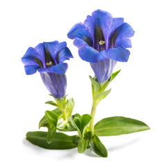 Stemless gentian