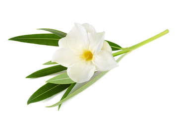 White oleander - obrazy, fototapety, plakaty