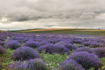 Fototapeta na wymiar Flowering of lavender in hilly terrain. Dramatic sky. 