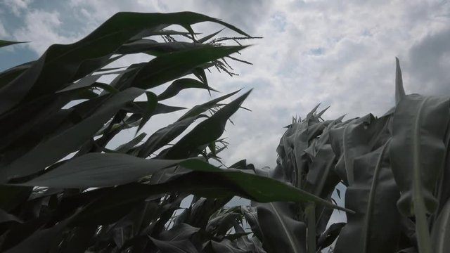 Corn maize crops bending during strong windstorm on dark cloudy summer afternoon