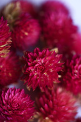 amaranth flower in macro style 