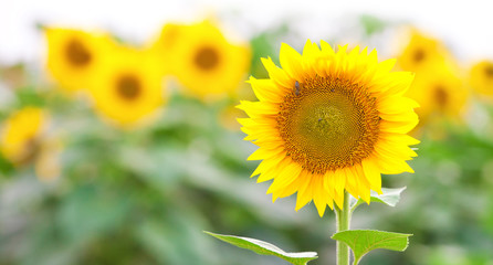 Summer Landscape of Golden Sunflower Field with Little Bee