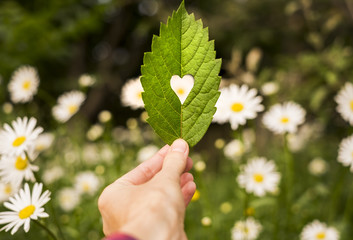 Green leaf with cut heart in a hand