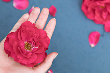 Flower of a red rose on a female palm and a bouquet from roses on a background on a blue...