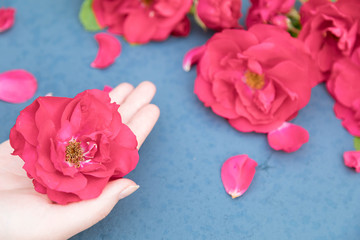 Flower of a red rose on a female palm and a bouquet from roses on a background on a blue background. The place for the description of the text. Horizontal direction of a shot