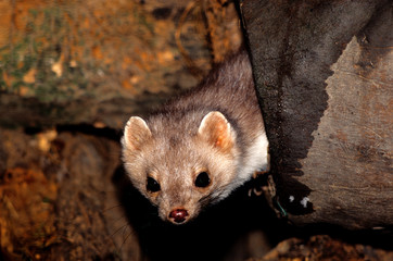 faina martens foina mammifero carnivoro mustelide parco regionale frignano modena emilia romagna