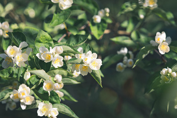 The blossoming jasmine branch in the sunset sun in the evening. The Teny background with the place for an inscription. Horizontal arrangement