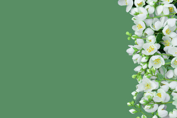 Branches of the blossoming jasmine are beautifully laid on the vertical party of a horizontal shot. It is isolated on a pastel green background. The place for an inscription.