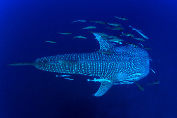 Fototapeta premium Whale Shark 