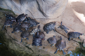 red-eared turtles bask on the surface of the pond in the zoo