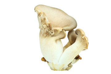 Fresh oyster mushrooms