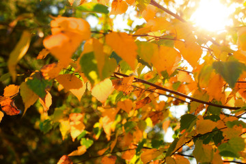 Autumn colorful bright trees background. Bright colorful leaves on sunny day, copy space