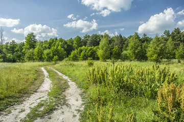 Fototapeta na wymiar Sandy road through a meadow near the forest
