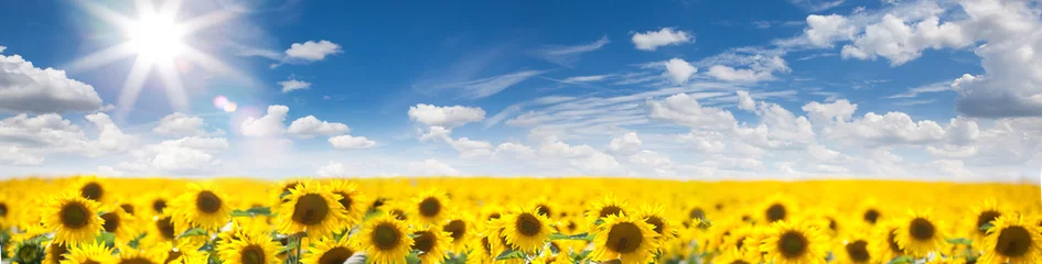 Foto auf Acrylglas Sonnenblume Sommerlandschaft des goldenen Sonnenblumenfeldes
