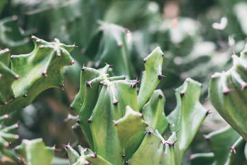 Cactus with texture.