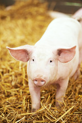 Young piglet on hay and straw at pig breeding farm