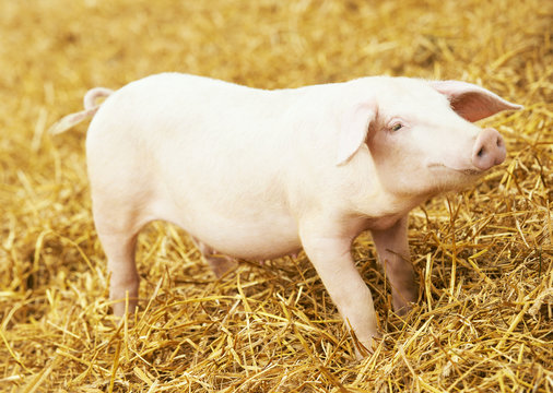 Young piglet on hay and straw at pig breeding farm