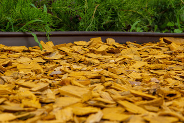Decorative wood chips. Natural bright yellow colored wooden shavings for protecting plants on...