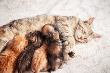 Mother cat nursing baby kittens