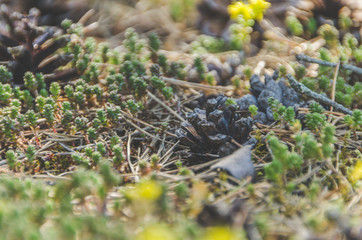 day bumps in the pine forest