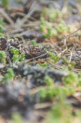 day bumps in the pine forest