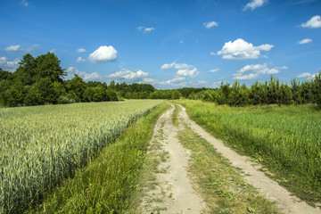 Sandy road next to a field of grain and forest