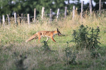 Renard à l'aventure