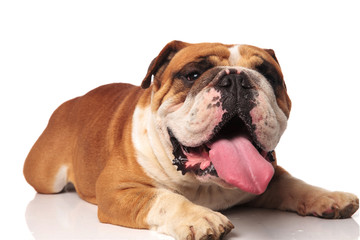 Obraz premium adorable lying brown and white english bulldog with tongue exposed