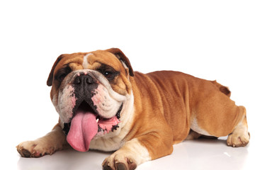 cute lying brown and white bulldog looks to side