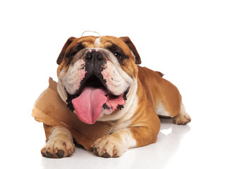 adorable english bulldog panting wants to be adopted