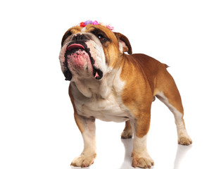 Obraz premium adorable english bulldog with flowers crown makes puppy eyes