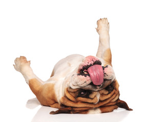 funny english bulldog lies on back and looks at tongue