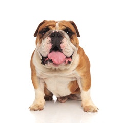 Obraz premium adorable seated english bulldog with mouth open and tongue exposed