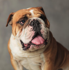 Fototapeta premium close up of old english bulldog looking up to side