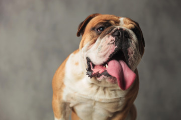 adorable english bulldog panting and looking to side