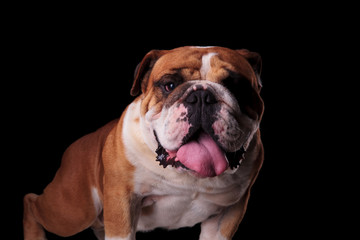 close up of brown and white english bulldog standing