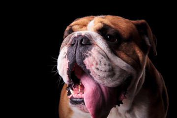 head of cute english bulldog panting and looking to side