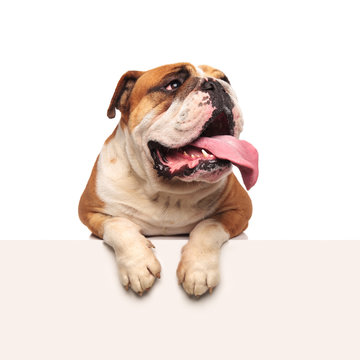 Fototapeta panting english bulldog lying with paws hanging looks to side