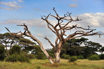 Graceful tree in the Kenyan savanna
