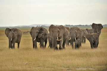 A herd of elephants goes to a watering place