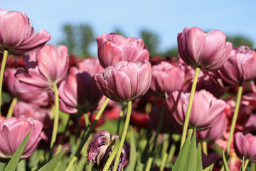 Silver double tulips