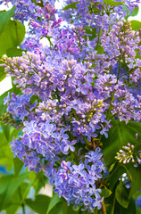 floral background lilac flowers