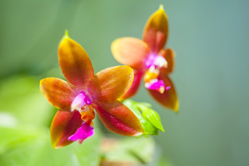 Beautiful rare orchid in pot on blurred background