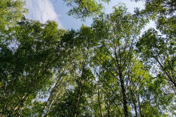 Fototapeta premium Green trees in summer park