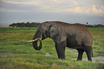 Fototapeta premium The largest animal is an elephant grazing in a meadow with green grass