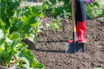 Gardener is digging soil on a bed. Female farmer digs in a garden