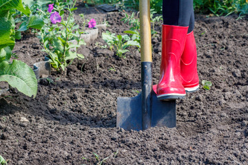 Gardener is digging soil on a bed. Female farmer digs in a garden