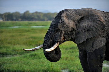 The largest animal is an elephant grazing in a meadow with green grass