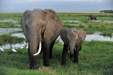 Naklejka na ściany i meble Tanzania. Elephants: adults and children