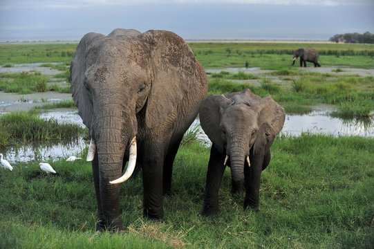 Tanzania. Elephants: adults and children